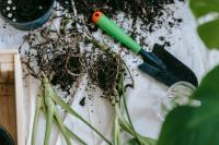 Tuin - vaste planten vermeerderen