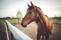 nm Pony- en paardrijden / Oostkerke